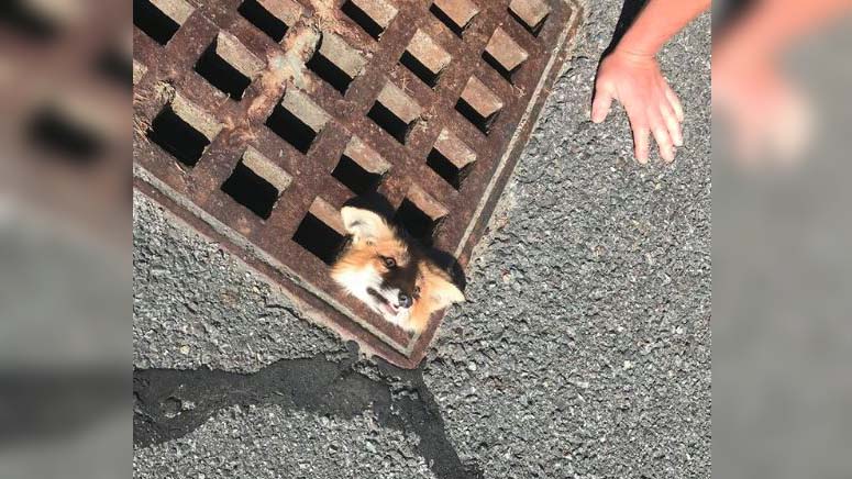 Emergency Crews Rescue Fox That Got Head Stuck In Northborough Sewer Grate Boston News Weather Sports Whdh 7news