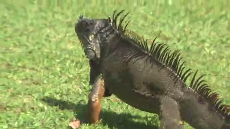 Reptile Invasion Florida Agency Encourages Killing Iguanas Boston News Weather Sports Whdh 7news