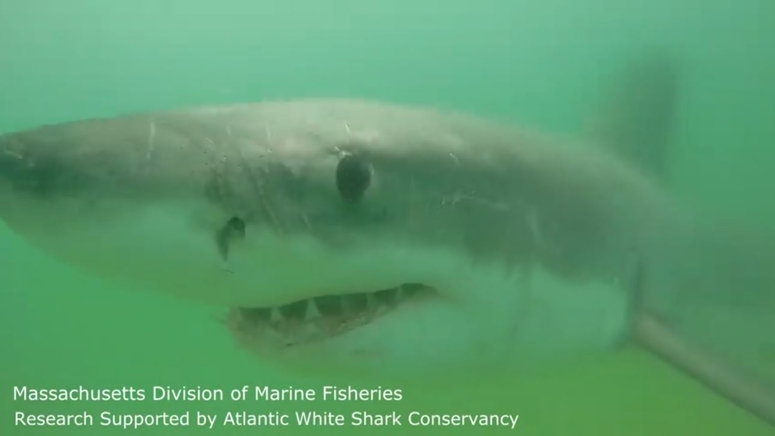 Conservancy to teach public about sharks that frequent Cape Cod during
