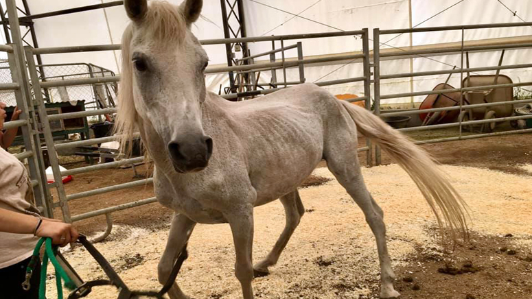 2 Sick Horses Rescued From New Hampshire Home Boston News Weather Sports Whdh 7news