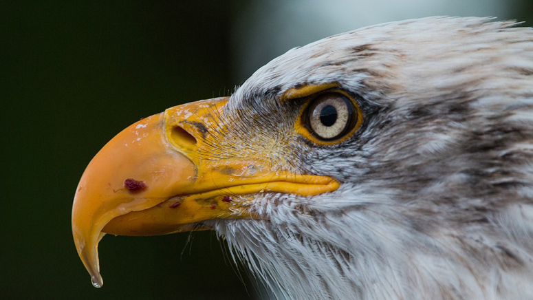 Bald eagles, eaglets found nesting in arms of Arizona cactus - Boston ...