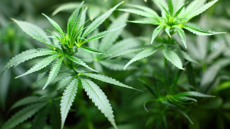 Concerns are raised by investors exploiting minority marijuana entrepreneurs Concerns are raised by investors exploiting minority marijuana entrepreneurs