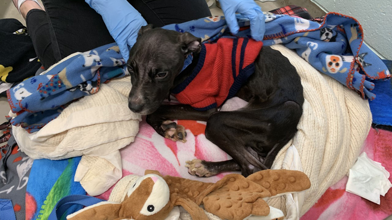  Starving Bag Of Bones Reward Offered After Emaciated Dog Found Near 