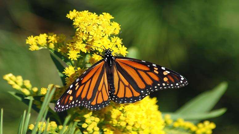 Beloved monarch butterflies now listed as endangered - Boston News ...