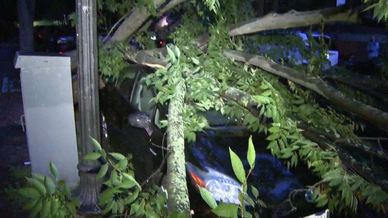Downed tree crushes car in the South End - Boston News, Weather, Sports ...