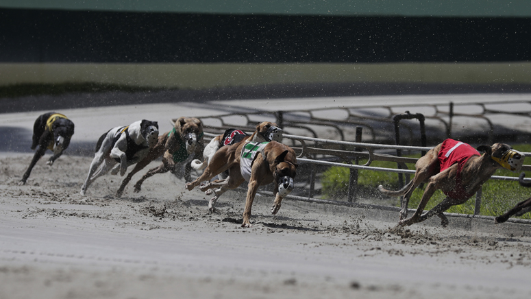 Southland greyhound park live hot sale racing