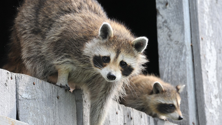 Mass Man Who Helped With Baby Raccoons May Need Rabies Treatment Boston News Weather Sports Whdh 7news