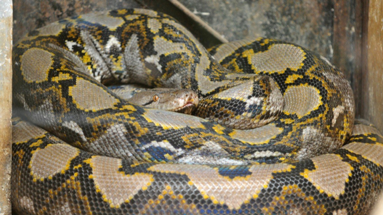 Autopsy shows 8-foot python fatally strangled woman - Boston News ...