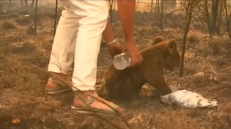 Lewis the koala dies one week after rescue from Australia bushfire - Boston  News, Weather, Sports | WHDH 7News