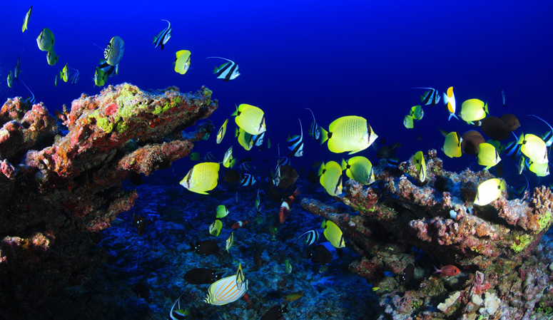 Coral reefs and their benefits have declined by half since the 1950s