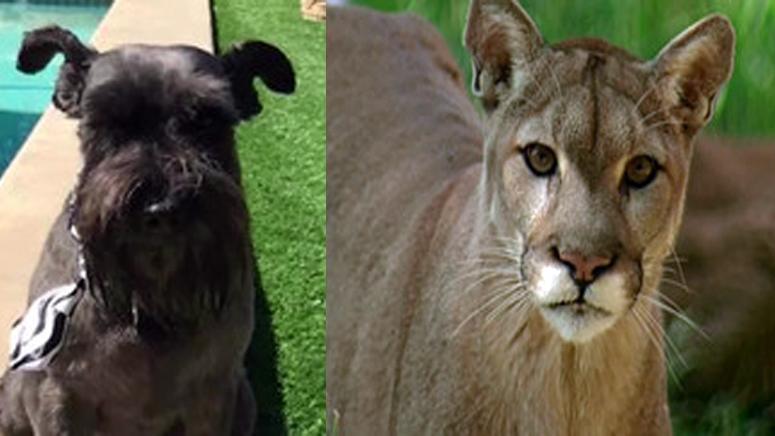 mountain lion dog breeds