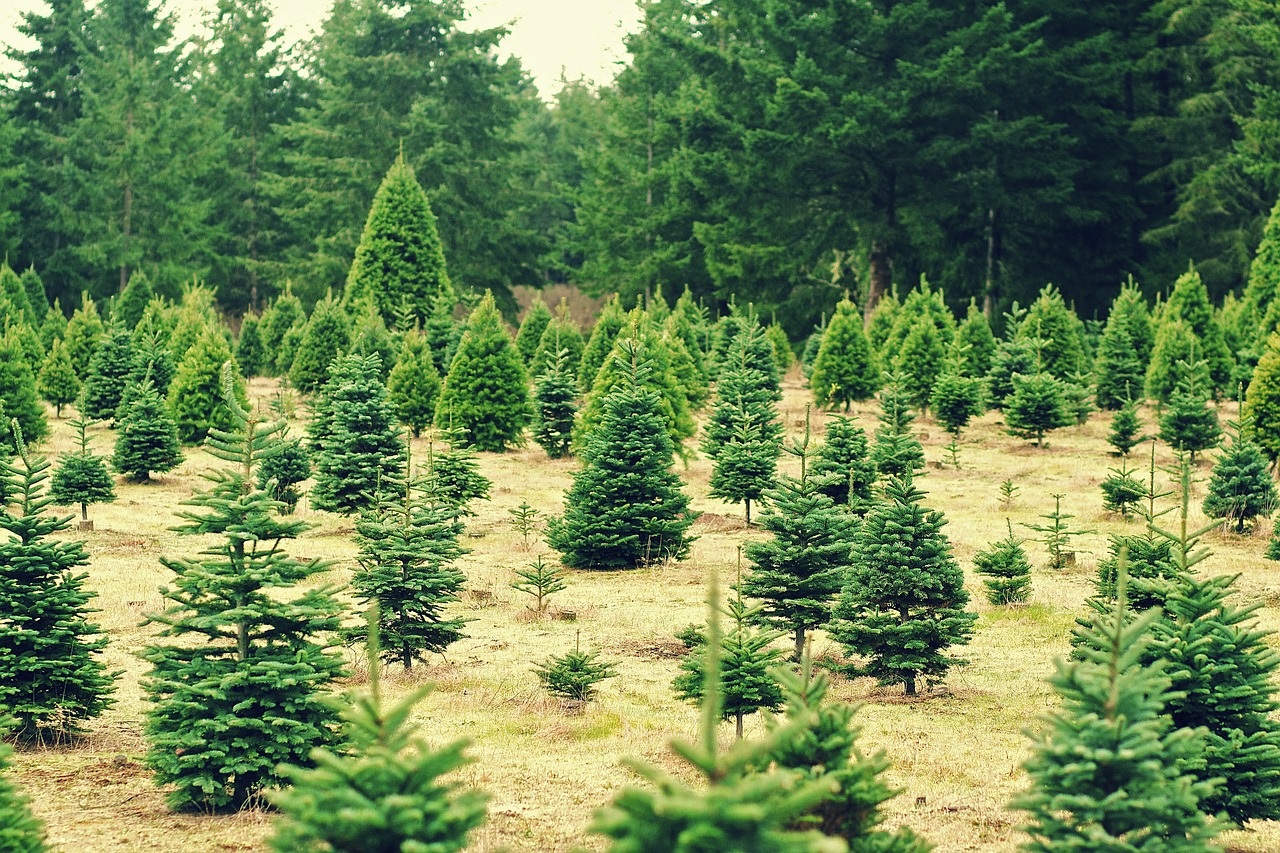 RI Christmas tree farm seeing spike in sales despite pandemic Boston