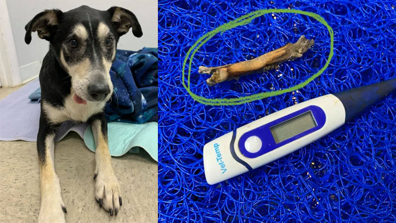 Veterinarians remove stick from dog’s mouth that had likely been stuck