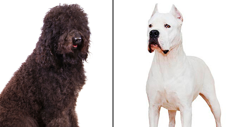 American Kennel Club announces two new dog breeds: Barbet and dogo  Argentino – Boston News, Weather, Sports | WHDH 7News