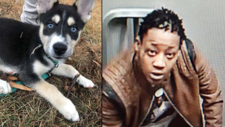 Police identify woman accused of stealing dog at gunpoint - Boston News