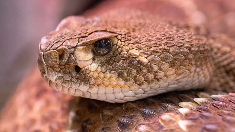 Snake found in woman's toilet