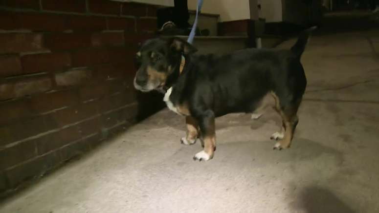 Charlestown dog owner says pup was zapped on afternoon walk - Boston ...
