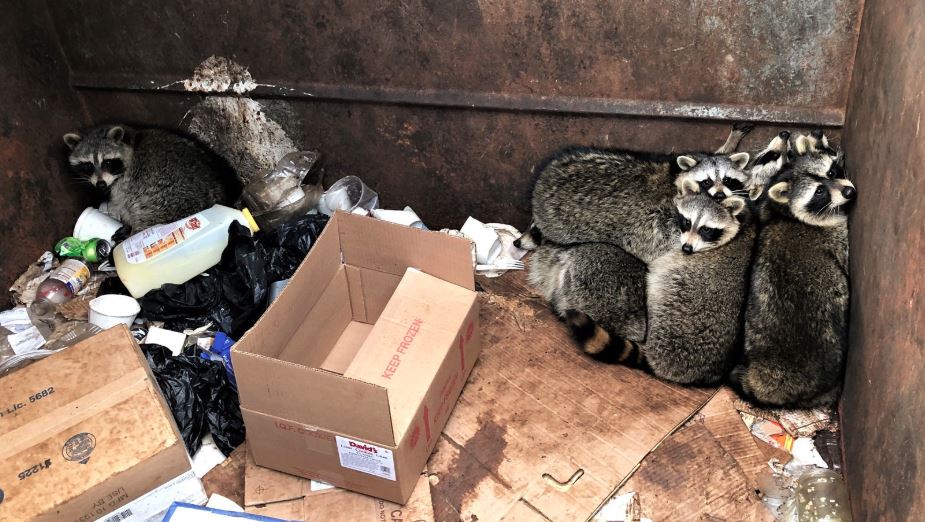 Brewster animal control rescues 7 adult raccoons found trapped in