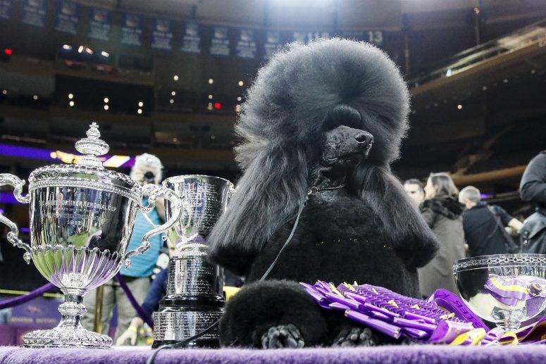 Poodle perfection Siba wins best in show at Westminster Boston News