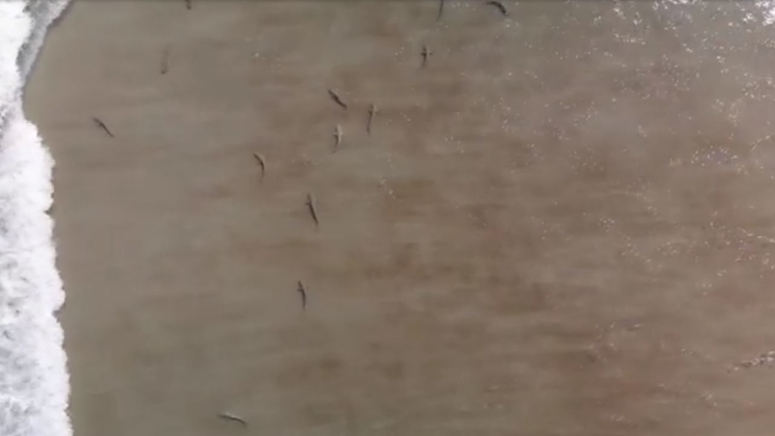 Florida Surfer Uses Drone To Capture Awe Inspiring Views Of Sharks Boston News Weather Sports Whdh 7news Florida Surfer Uses Drone To Capture Awe Inspiring Views Of Sharks Boston News Weather Sports Whdh 7news