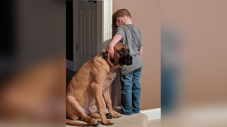 connolly bullmastiffs