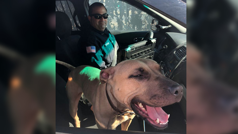 Burlington police searching for owners of ‘super friendly’ dog – Boston