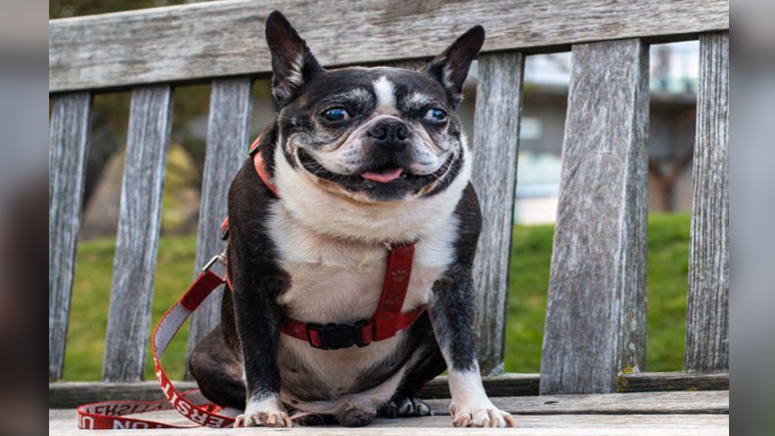 BU mourning death of unofficial mascot, Rhett, whose smile brought joy to many - Boston News ...