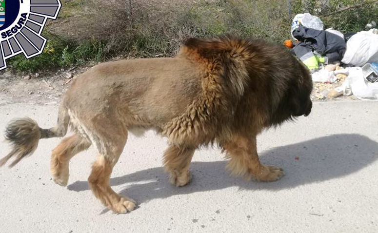 Huge lion hot sale dog