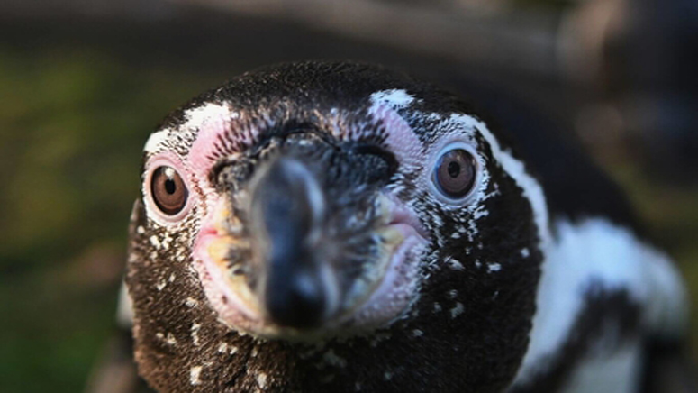 A zoo is struggling so much that it may have to feed some animals to other animals – Boston News, Weather, Sports | WHDH 7News A zoo is struggling so much that it may have to feed some animals to other animals – Boston News, Weather, Sports | WHDH 7News