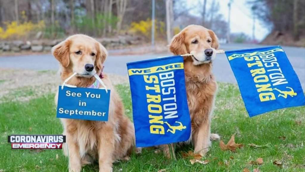 Boston Marathon dogs pose for photo to give runners hope that they’ll