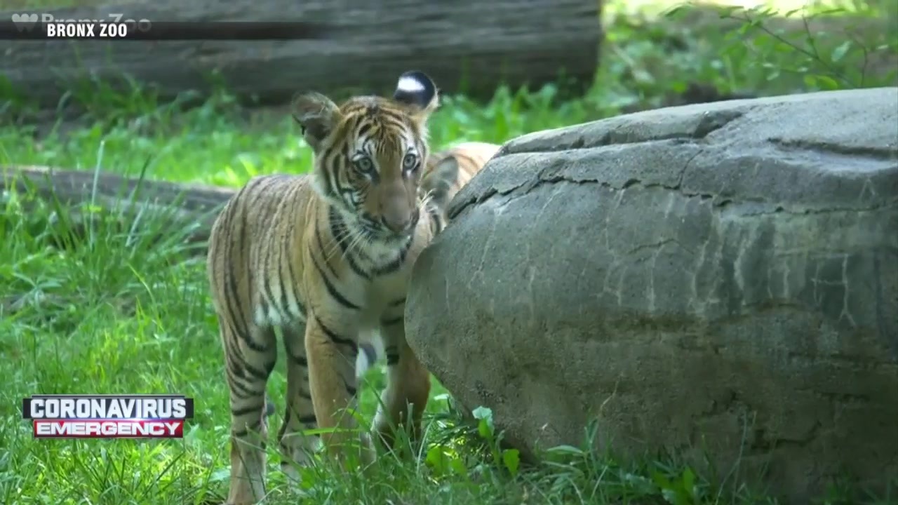 8 big cats test positive for coronavirus at Bronx Zoo Boston News