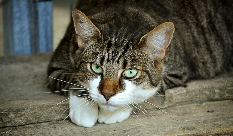 Nh Lawmakers Fighting Like Cats And Dogs Not Over This Bill Boston News Weather Sports Whdh 7news