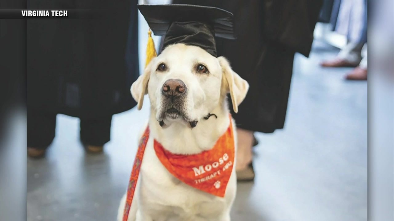 Meet Dr. Moose Virginia Tech awards one of its therapy dogs an