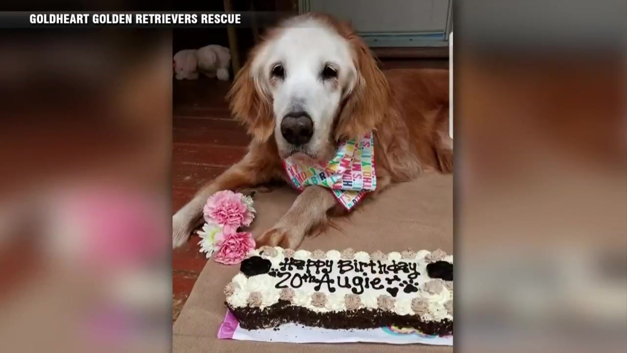 Happy Birthday Augie Oldest Known Living Golden Retriever Turns 20 Boston News Weather Sports Whdh 7news