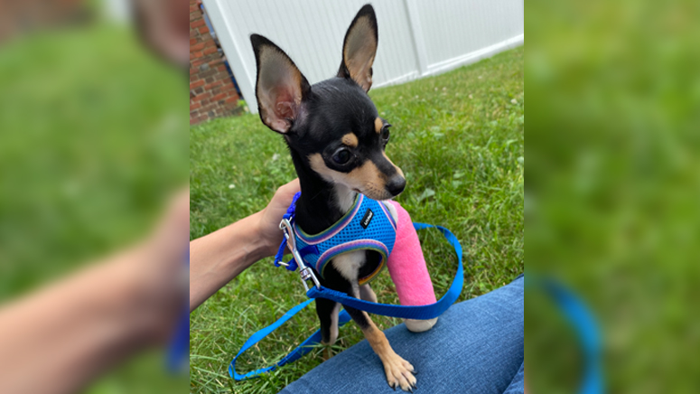 Puppy With Broken Leg Looking To Be Adopted After Previous Owner s puppy-with-broken-leg-looking-to-be-adopted-after-previous-owner-s