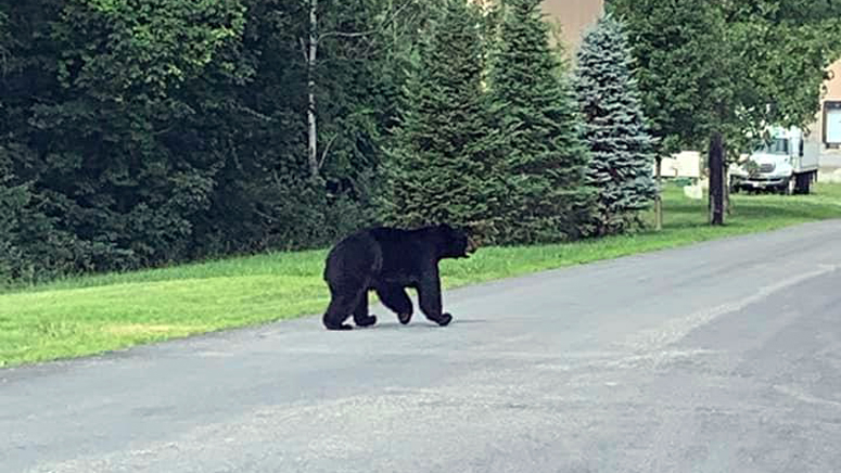 Black bear spotted roaming through neighborhood in New Hampshire