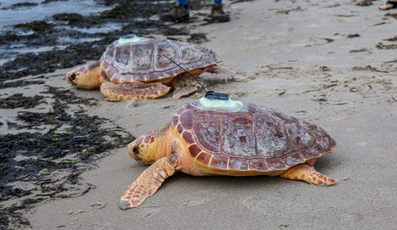 New England Aquarium releases rehabilitated sea turtles into waters off ...