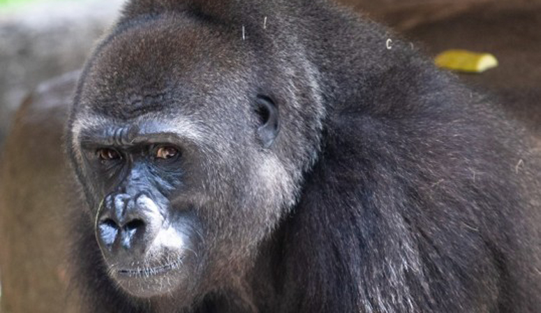 Zoo Creates Baby Shower Registry For Endangered Pregnant Gorilla Boston News Weather Sports Whdh 7news