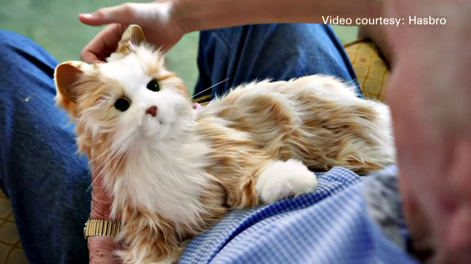 Lifelike Robotic Pets Are Helping Isolated Seniors Avoid Loneliness Boston News Weather Sports Whdh 7news