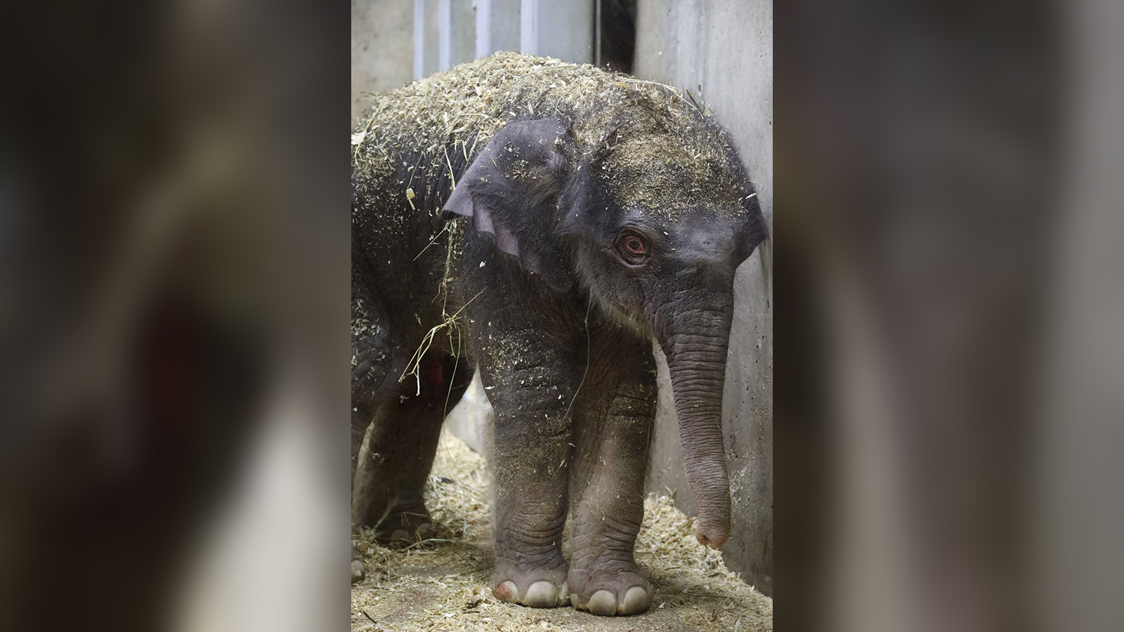 Baby Elephant Dies At St. Louis Zoo Weeks After His Birth - Boston News ...