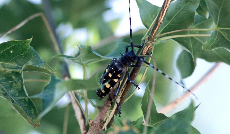 Mass Residents Urged To Be On Watch As Invasive Beetles