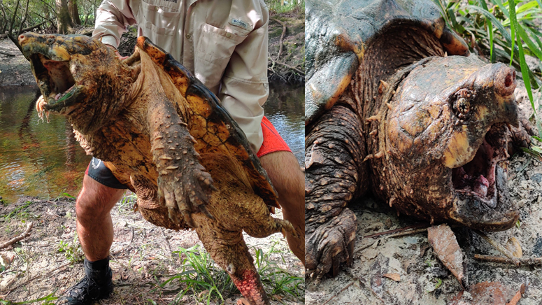 Biologists catch new species of gigantic alligator snapping turtle ...