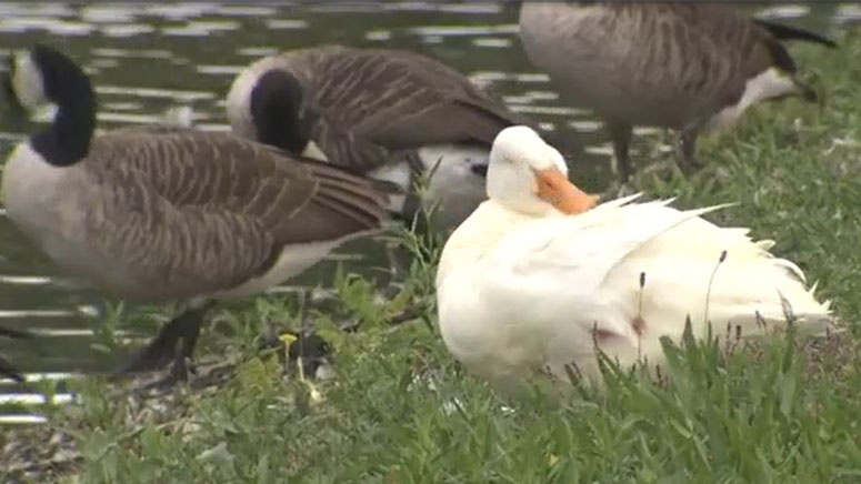 Goose, Goose, Duck: Flock adopts duckling as one of their own on