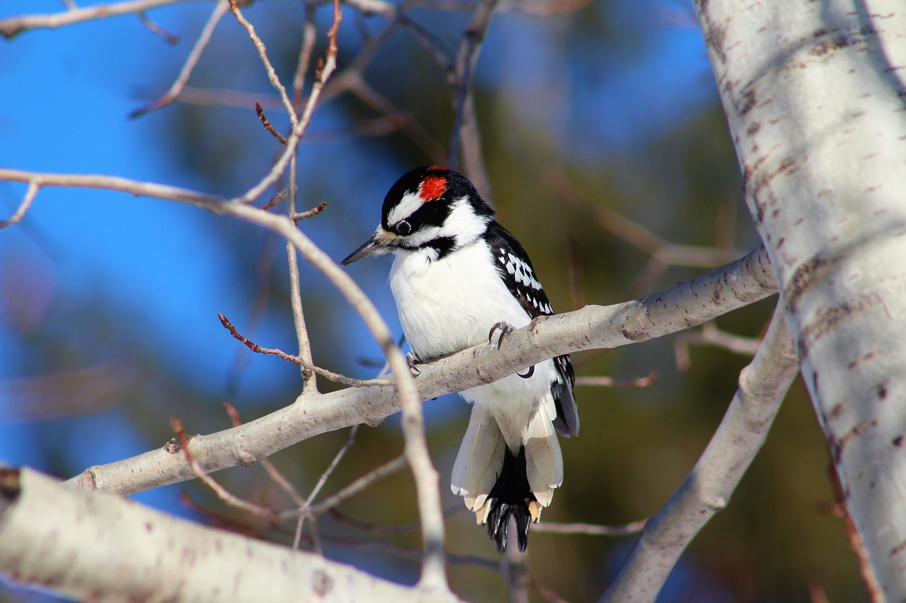 massachusetts-wildlife-agency-upgrades-office-to-prevent-bird