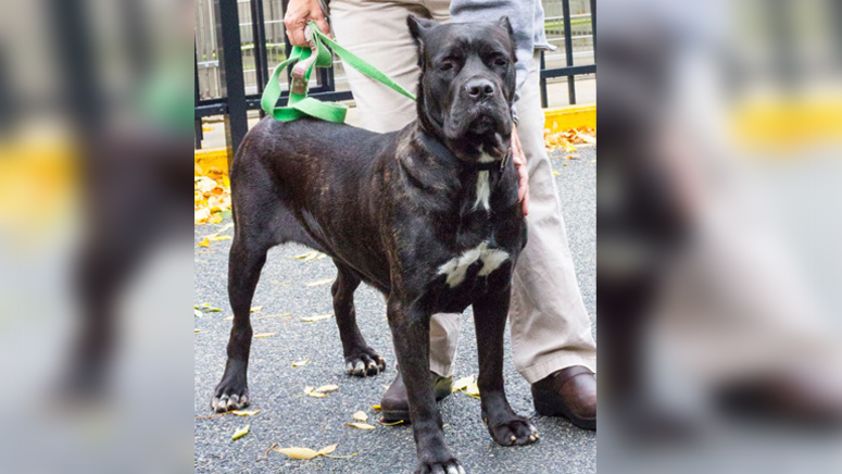 cane corso mass