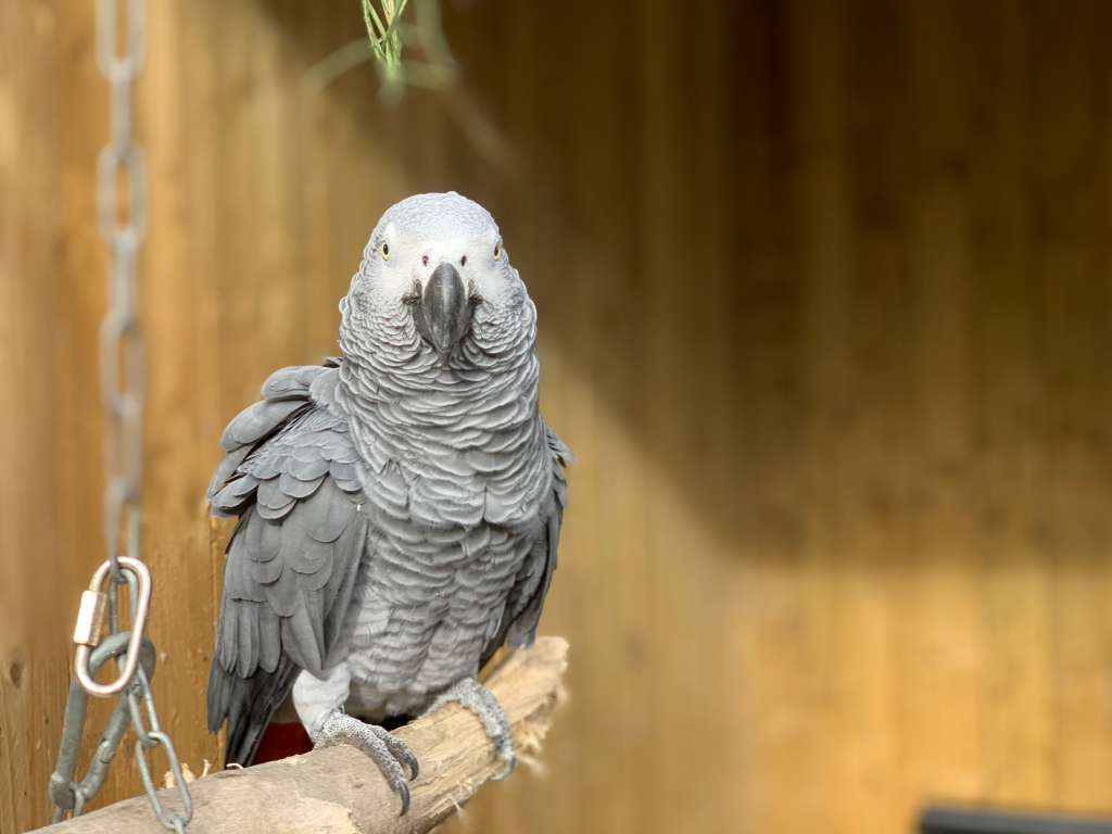 Elsie, one of the potty-mouthed parrots.
