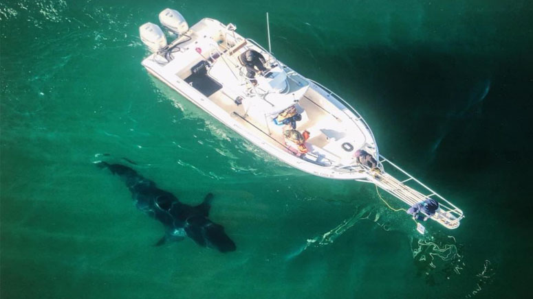 16-foot white shark spotted by research team in waters off Massachusetts - Boston News, Weather, Sports | WHDH 7News