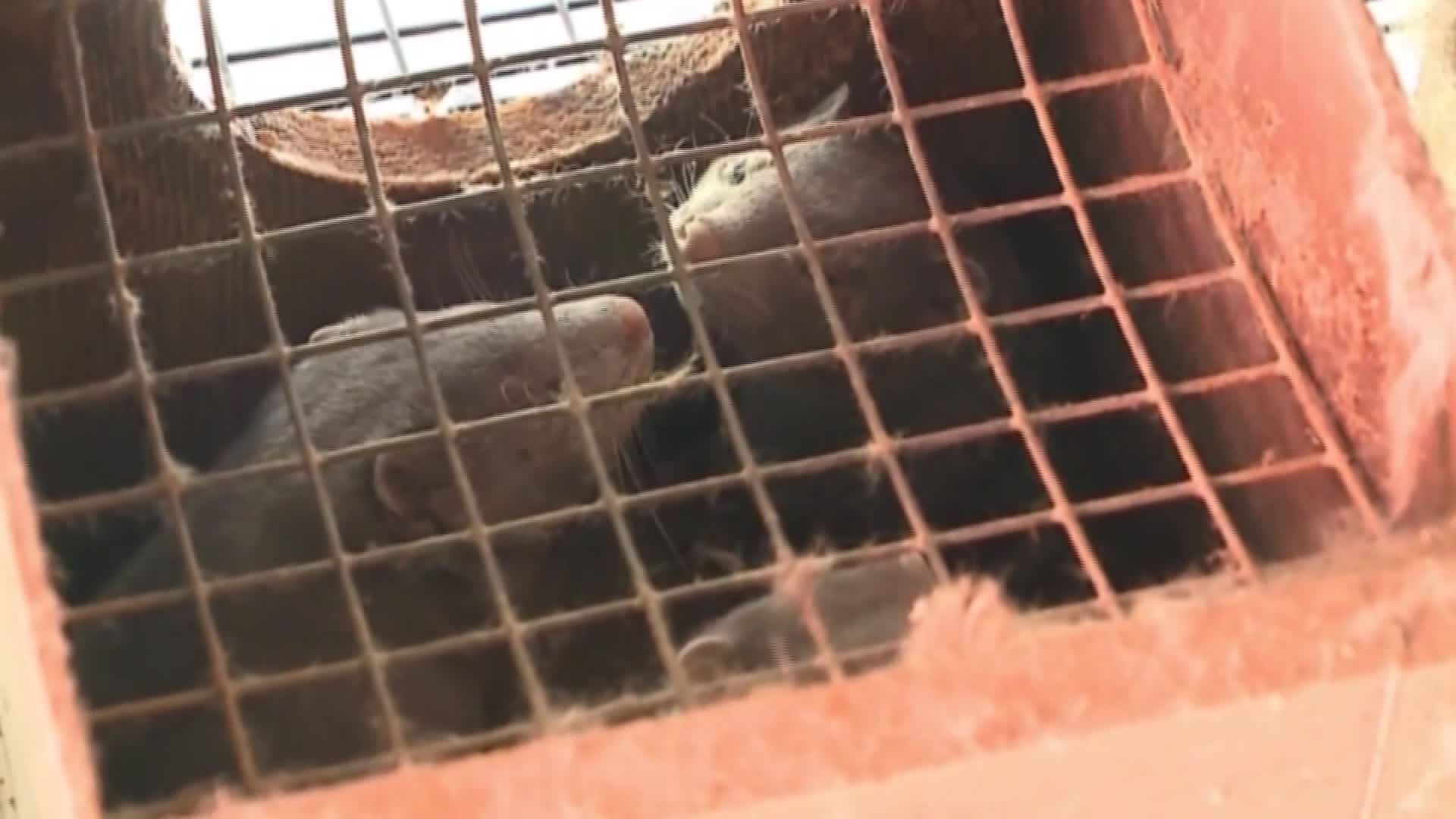 2 people arrested after 200 minks are released from Pennsylvania farm
