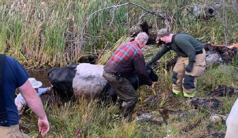 Firefighters help rescue cow that got stuck in mud in Pepperell ...
