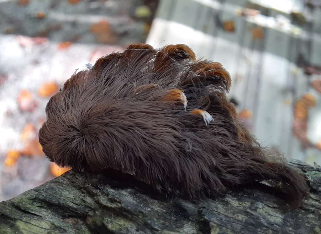 Officials Warn Residents Of Small Hairy Venomous Caterpillars